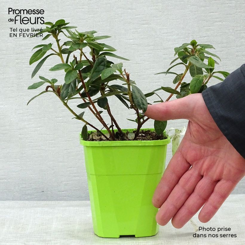 Spécimen de Azalée hybride ENCORE® Autumn Creach Pot de 1L/1,5L tel que livré en hiver