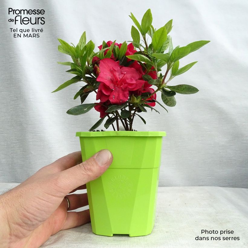 Spécimen de Azalée hybride ENCORE Autumn Fire Pot de 1L/1,5L tel que livré au printemps