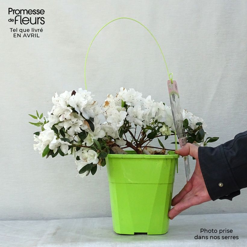 Spécimen de Azalée hybride ENCORE® Ivory Pot de 3L/4L tel que livré au printemps