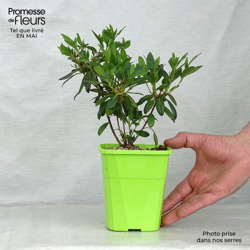Spécimen de Azalée hybride ENCORE® Ruby Pot de 1L/1,5L tel que livré au printemps