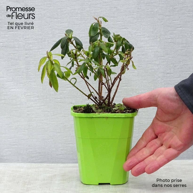 Spécimen de Azalée hybride ENCORE® Starlite Pot de 1L/1,5L tel que livré en hiver