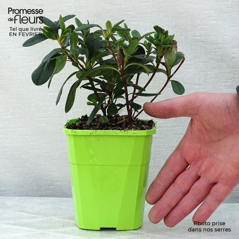 Example of Azalée hybride ENCORE® Sunset Pot de 1L/1,5L as you get in hiver