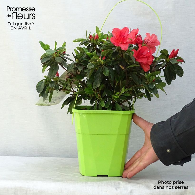 Example of Azalée hybride ENCORE® Sunset Pot de 3L/4L as you get in printemps