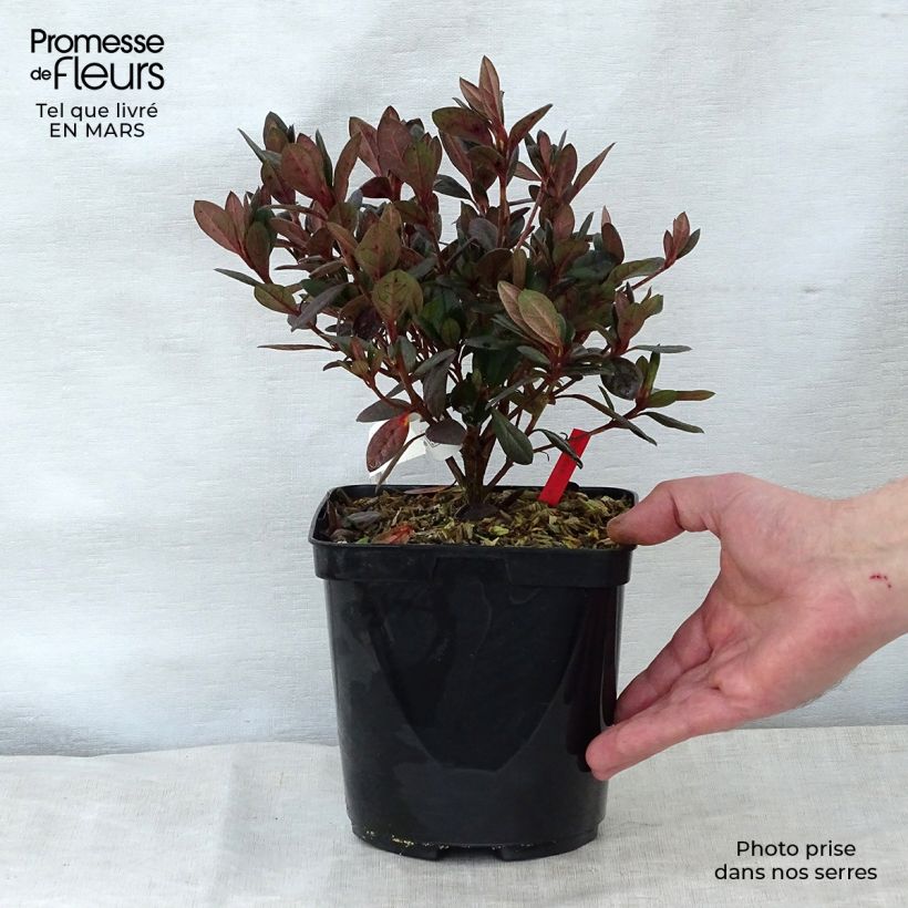 Spécimen de Azalée japonaise - Azalea japonica Arabesk Pot de 1,5L/2L tel que livré au printemps
