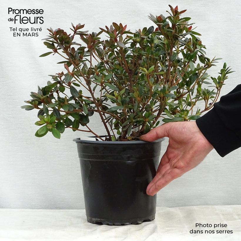 Spécimen de Azalée japonaise - Azalea japonica Arabesk Pot de 3L/4L tel que livré au printemps