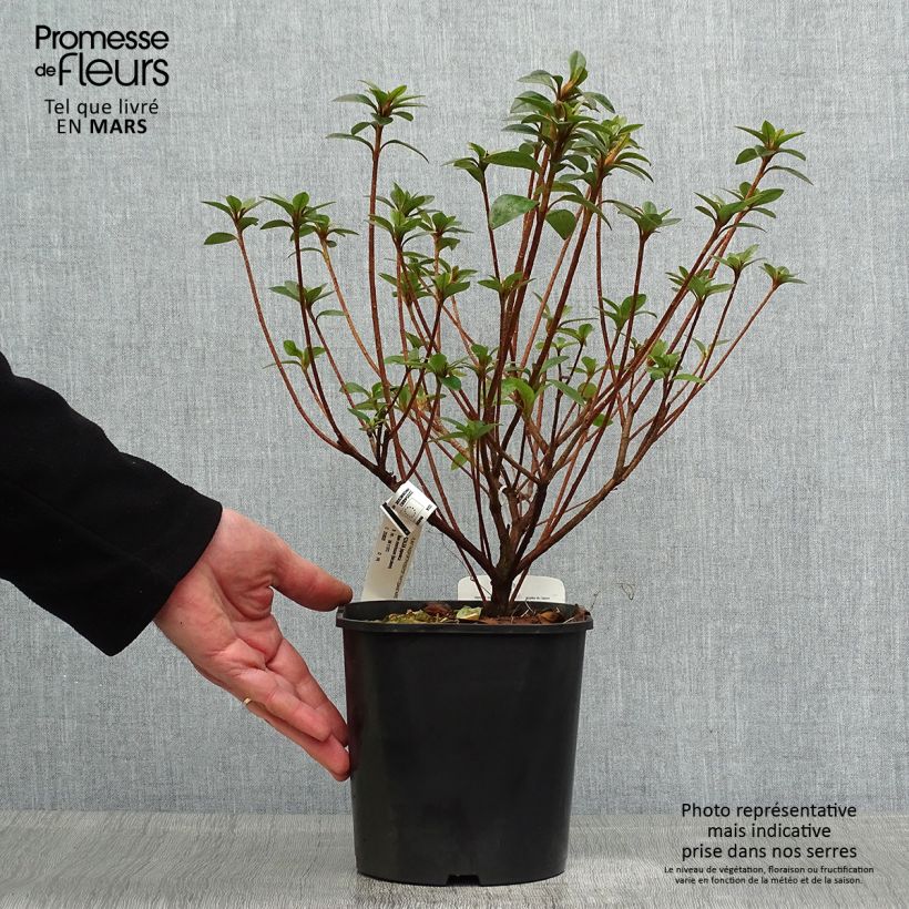 Spécimen de Azalée japonaise - Azalea japonica Ben Morrisson  Pot de 2L/3L tel que livré au printemps