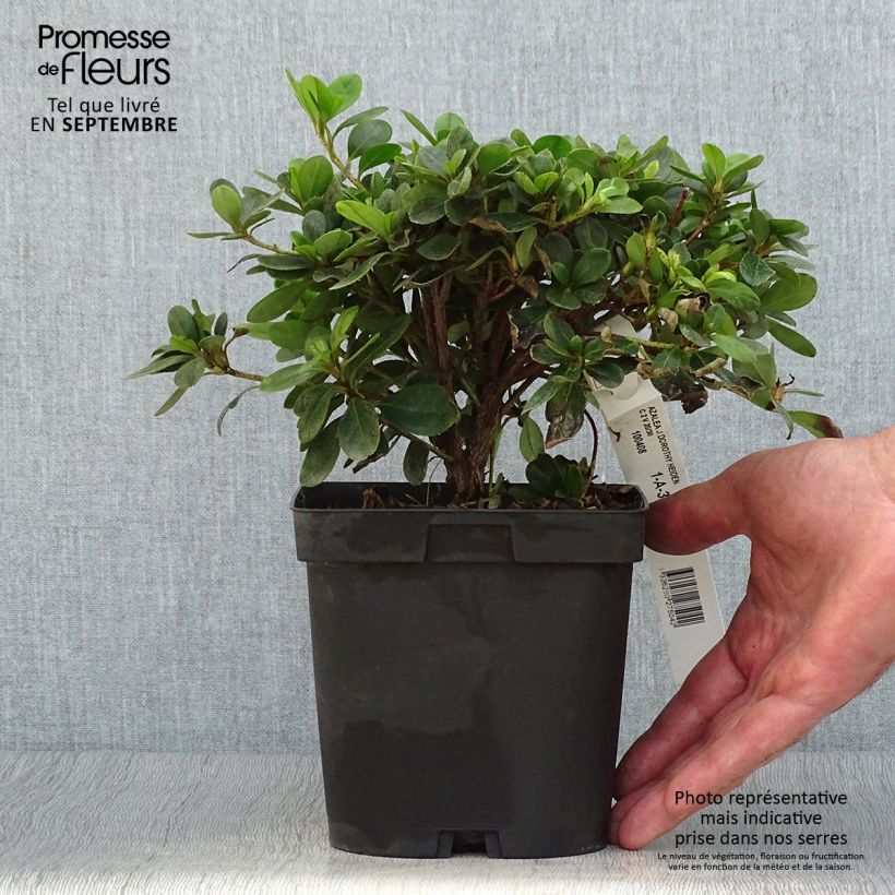 Spécimen de Azalée japonaise Dorothy Heiden Pot de 2L/3L tel que livré en automne