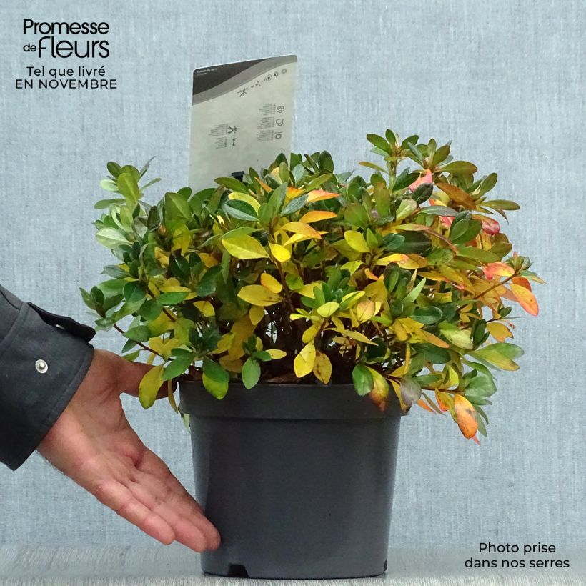 Spécimen de Azalée japonaise - Azalea japonica Izumi no mai Pot de 3L/4L tel que livré en automne