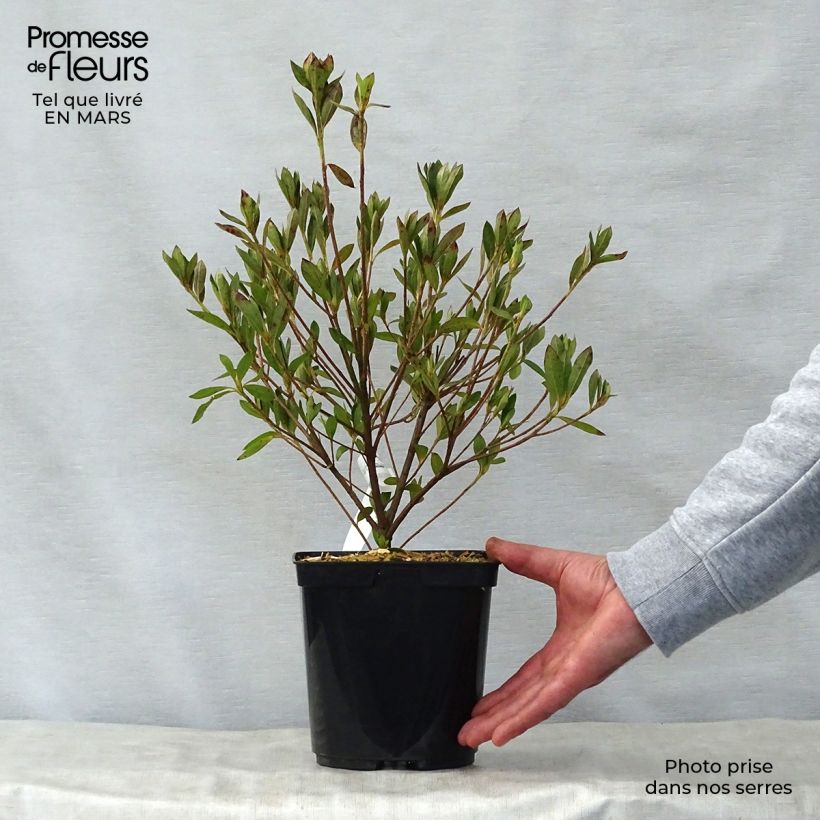 Spécimen de Azalée japonaise Rosa King Pot de 2L/3L tel que livré au printemps