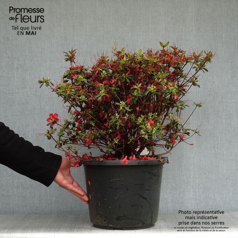 Spécimen de Azalée japonaise - Azalea japonica Stewartstonian Pot de 12L/15L tel que livré au printemps