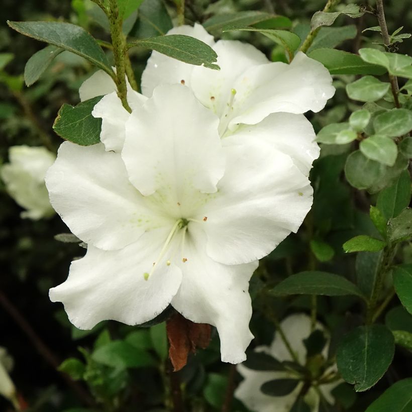 Azalée japonaise Dorothy Heiden (Floraison)