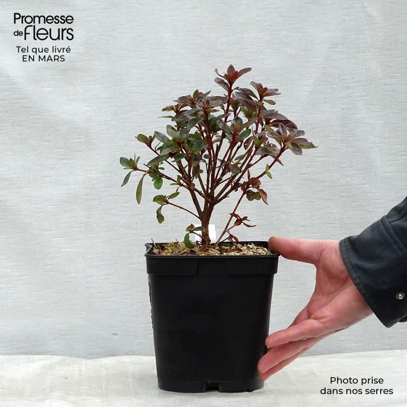 Spécimen de Azalée japonaise Girard's Scarlet - Rhododendron hybride Pot de 2L/3L tel que livré au printemps