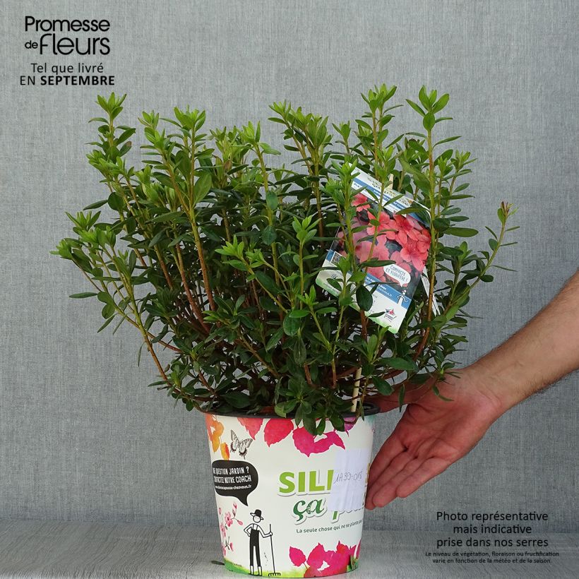 Spécimen de Azalée japonaise Orange Beauty - Rhododendron hybride Pot de 2L/3L tel que livré en été