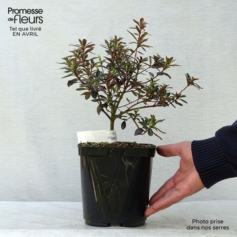 Spécimen de Azalée japonaise Tamanini - Rhododendron hybride Pot de 2L/3L tel que livré au printemps