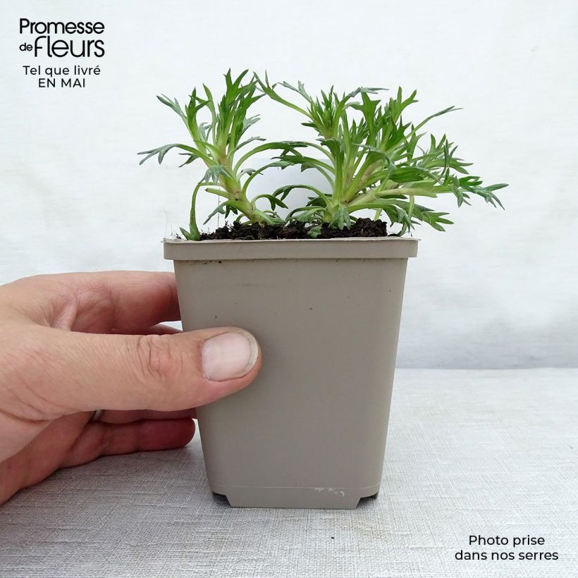 Spécimen de Azorella trifurcata Nana - Azorelle  Godet de 8/9 cm tel que livré au printemps