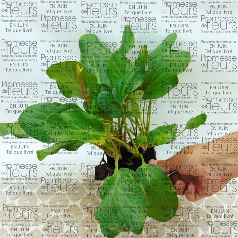 Example of Bergenia Rosenkristall Godet de 8/9 cm as you get