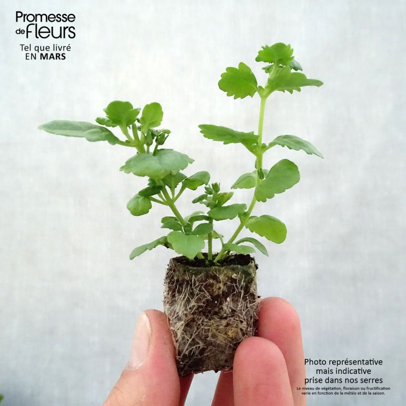 Spécimen de Bacopa Scopia Double Lavender Mini-motte Ø 3/4 cm tel que livré au printemps