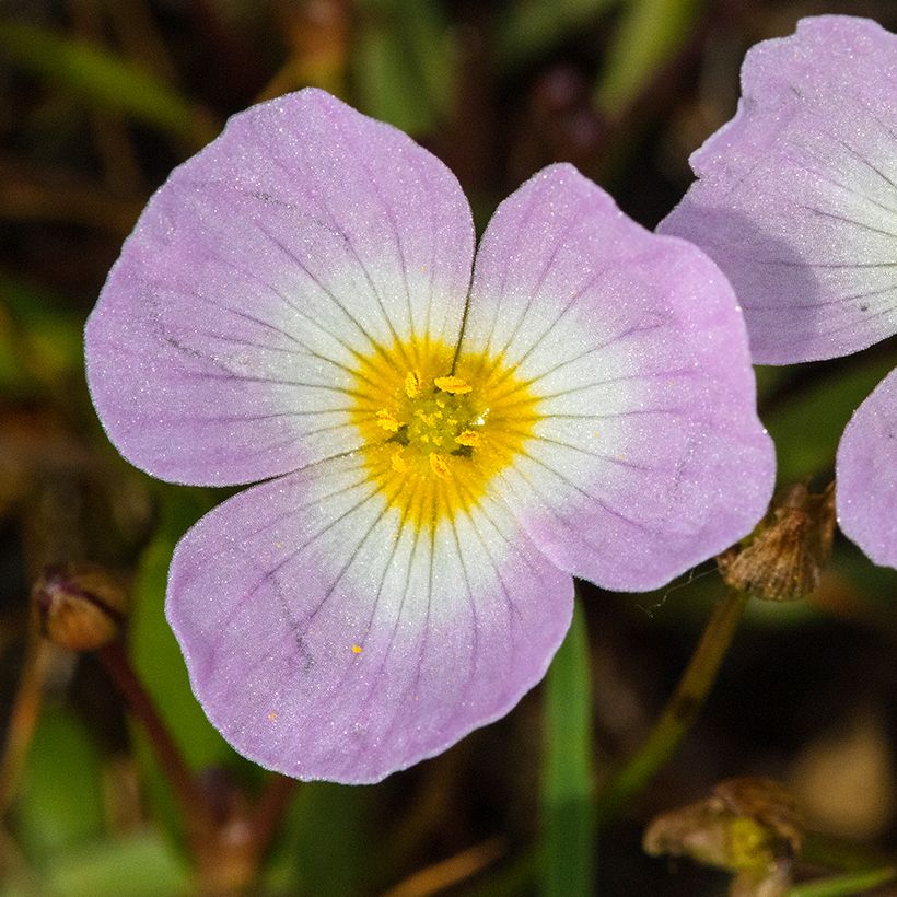 Baldellia ranunculoides - Alisma fausse-renoncule  (Floraison)