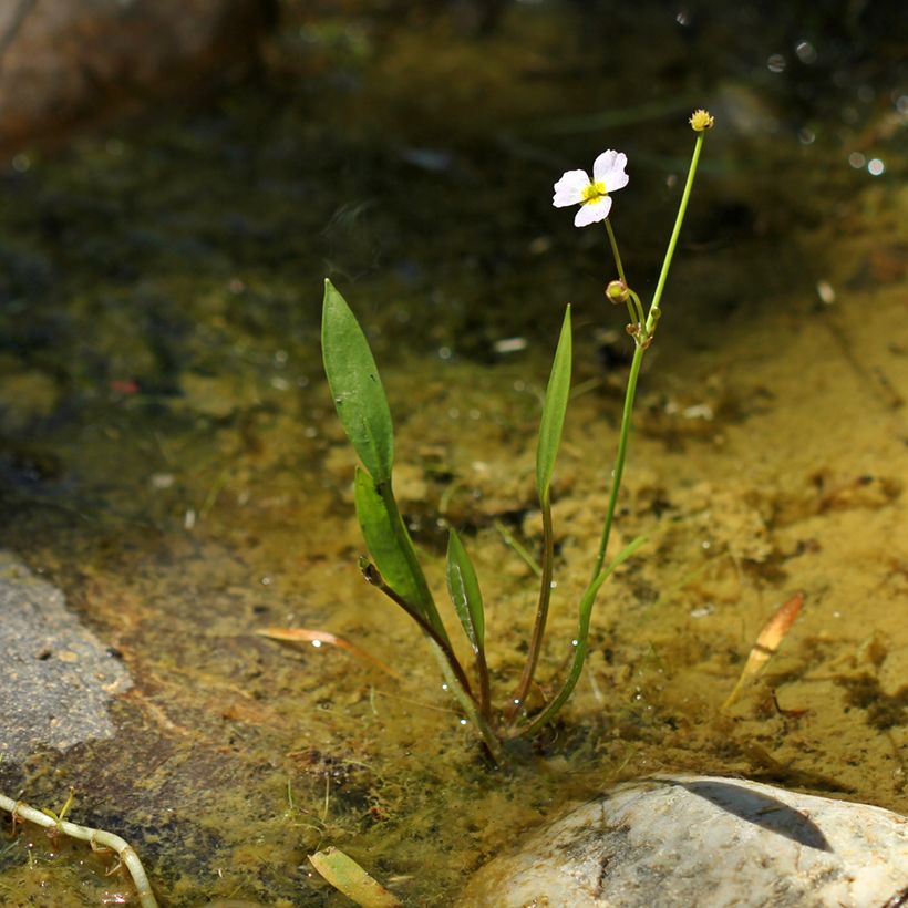 Baldellia ranunculoides - Alisma fausse-renoncule  (Port)