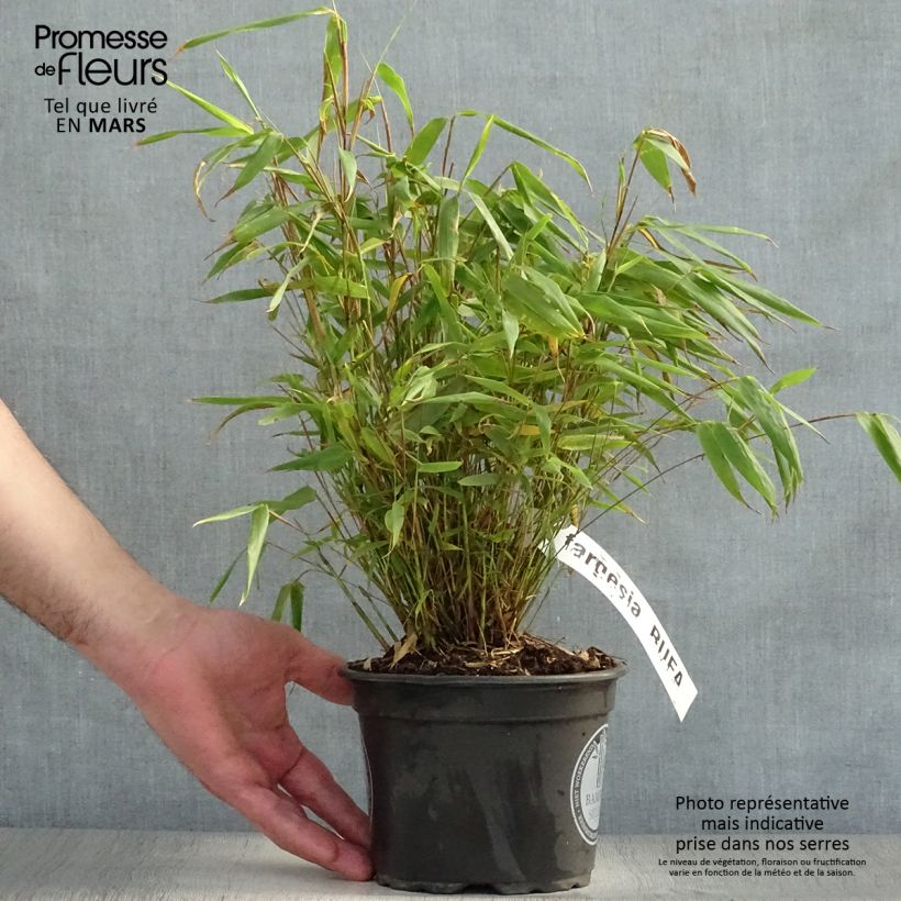Example of Bambou non traçant - Fargesia rufa Pot de 2L/3L as you get in printemps