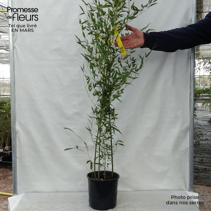 Spécimen de Bambou - Phyllostachys bissetii  Pot de 4L/5L tel que livré au printemps