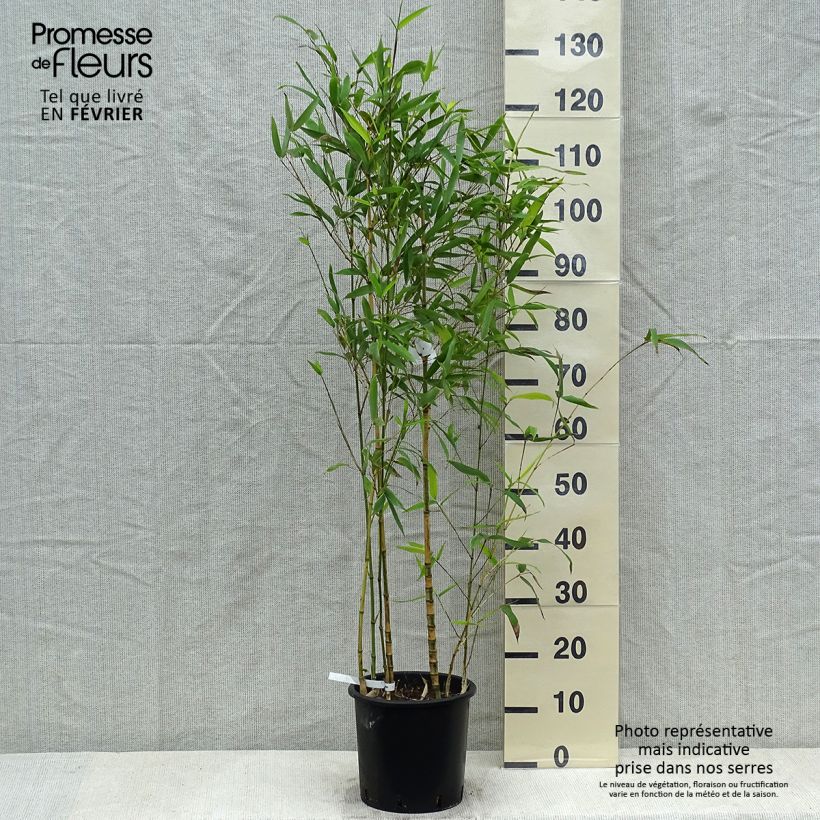 Spécimen de Bambou doré - Phyllostachys aurea Koï Pot de 4L/5L tel que livré en hiver