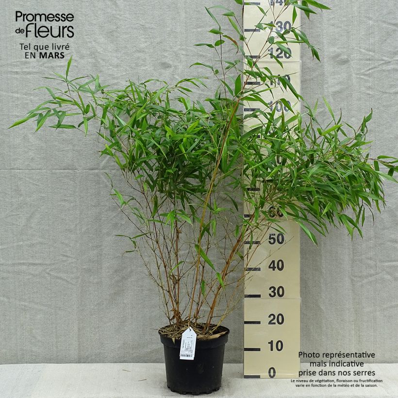 Spécimen de Bambou jaune - Phyllostachys aureosulcata Aureocaulis Pot de 4L/5L tel que livré au printemps
