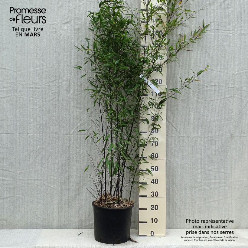 Spécimen de Bambou noir - Phyllostachys nigra Pot de 12L/15L tel que livré au printemps
