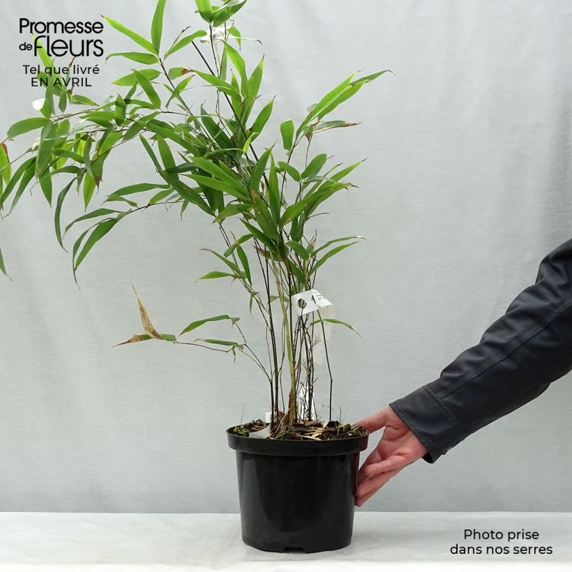 Spécimen de Bambou noir - Phyllostachys nigra Pot de 4L/5L tel que livré au printemps