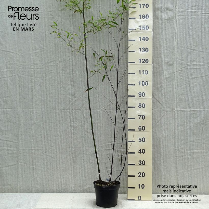 Spécimen de Bambou noir - Phyllostachys nigra Pot de 7,5L/10L tel que livré au printemps