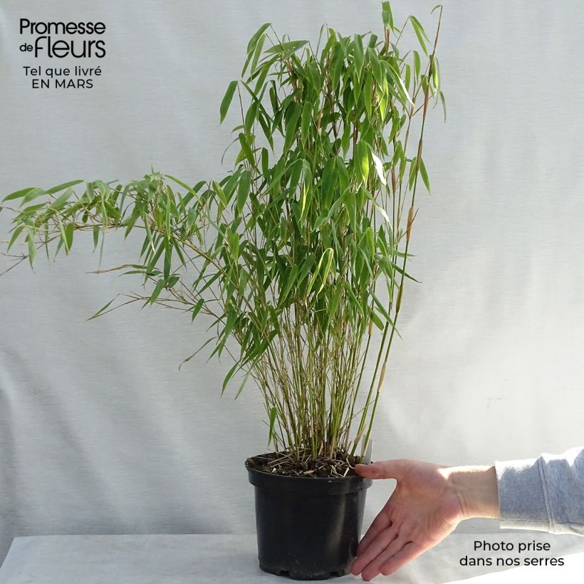 Spécimen de Bambou non traçant - Fargesia murielae Bimbo Pot de 2L/3L tel que livré au printemps