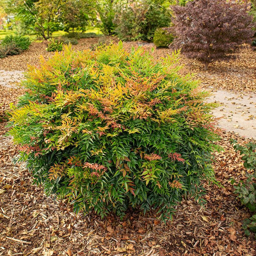 Bambou sacré - Nandina domestica Magical Sunrise (Plant habit)