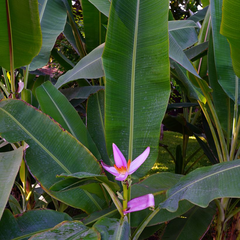 Bananier à fleurs roses - Musa velutina (Foliage)