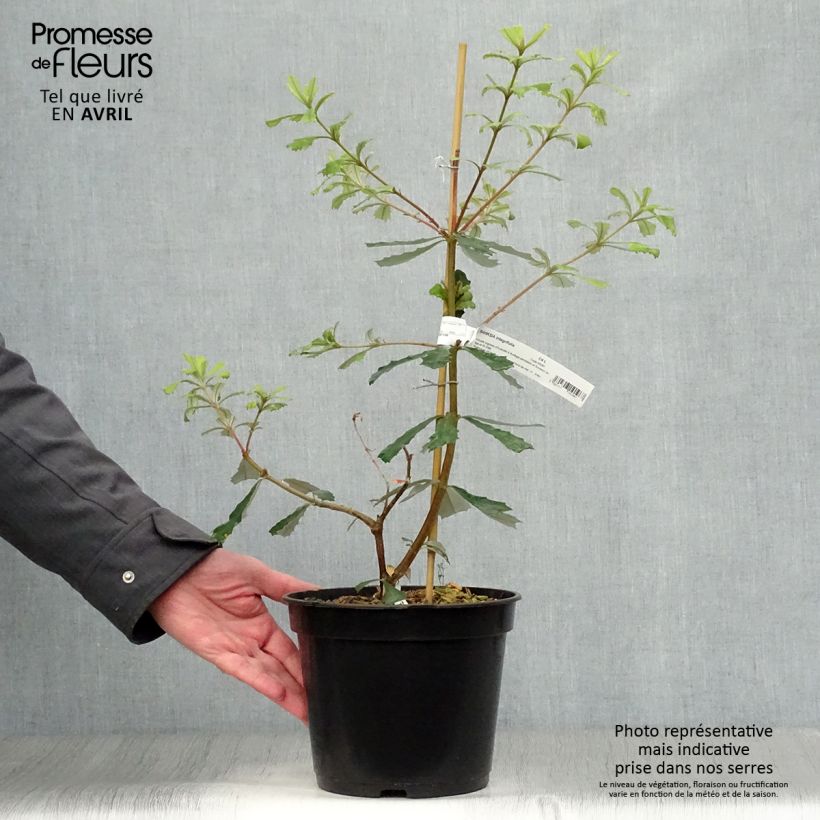 Example of Banksia integrifolia - Banksia côtier Pot de 3L/4L as you get in printemps