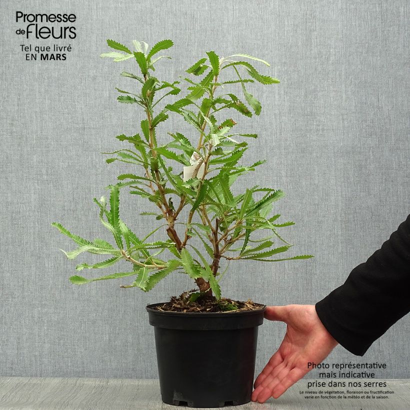 Spécimen de Banksia serrata Pot de 4L/5L tel que livré au printemps