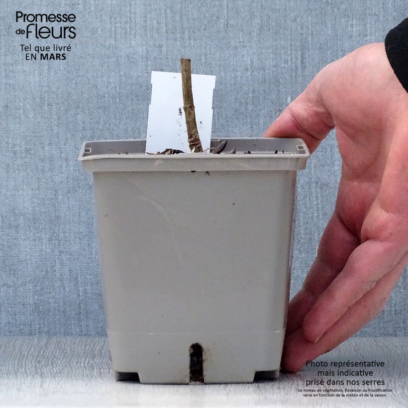 Spécimen de Baptisia Brownie Points - Lupin indigo Pot de 1L/1,5L tel que livré au printemps