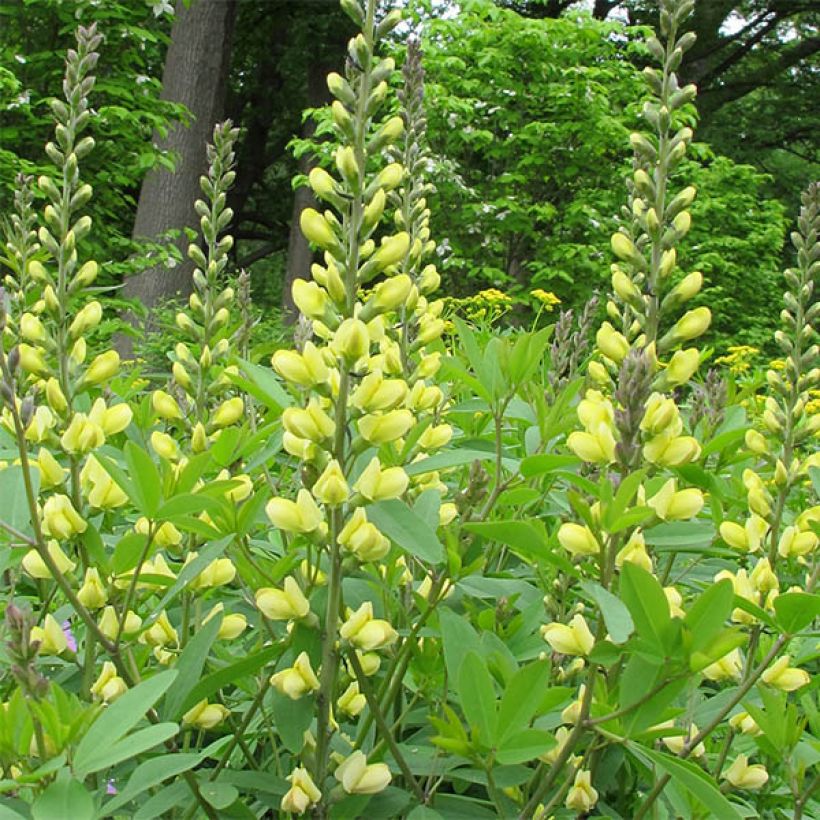 Baptisia Carolina Moonlight - Faux indigo jaune hybride (Flowering)