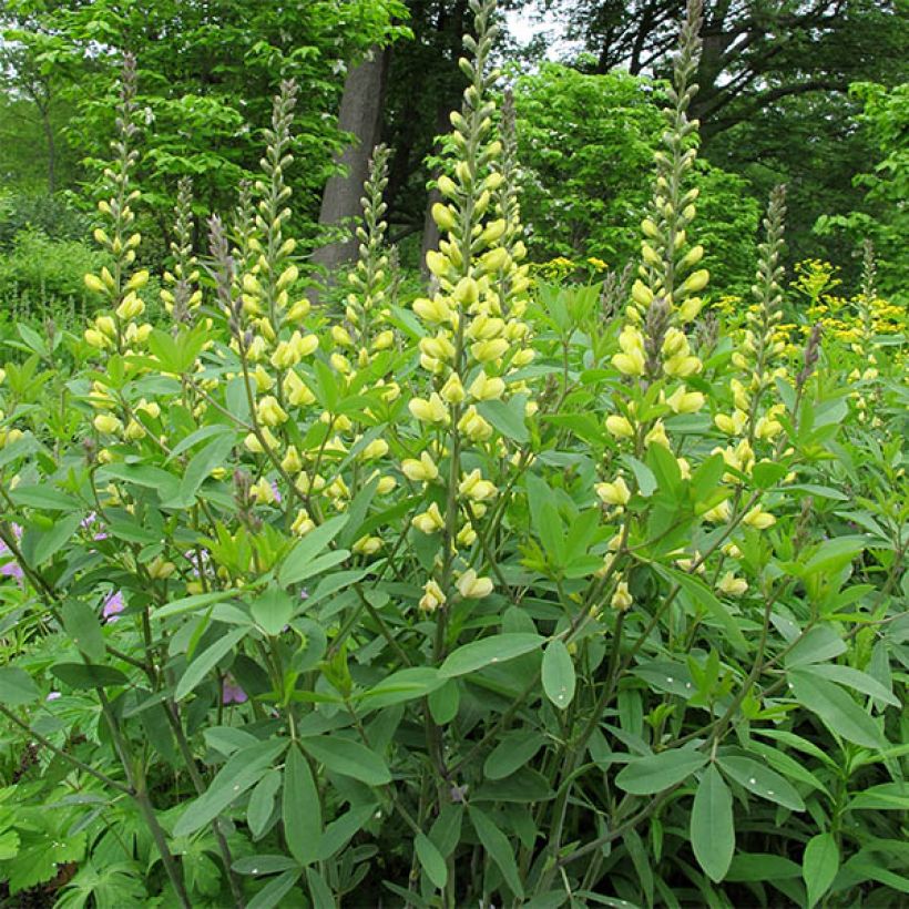 Baptisia Carolina Moonlight - Faux indigo jaune hybride (Plant habit)