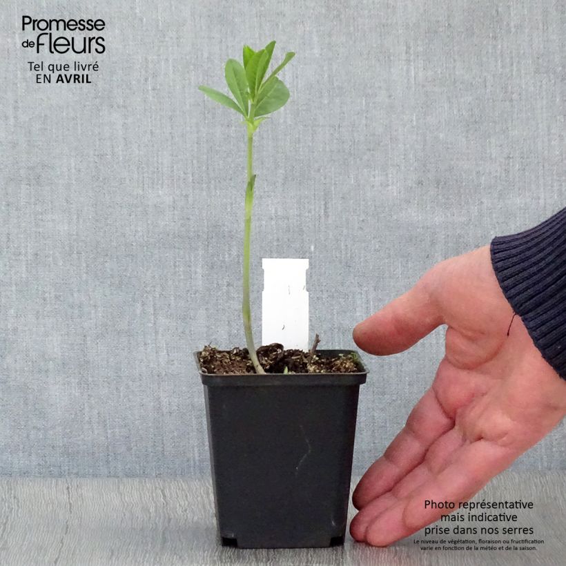 Example of Baptisia Carolina Moonlight - Faux indigo jaune hybride Godet de 8/9 cm as you get in printemps