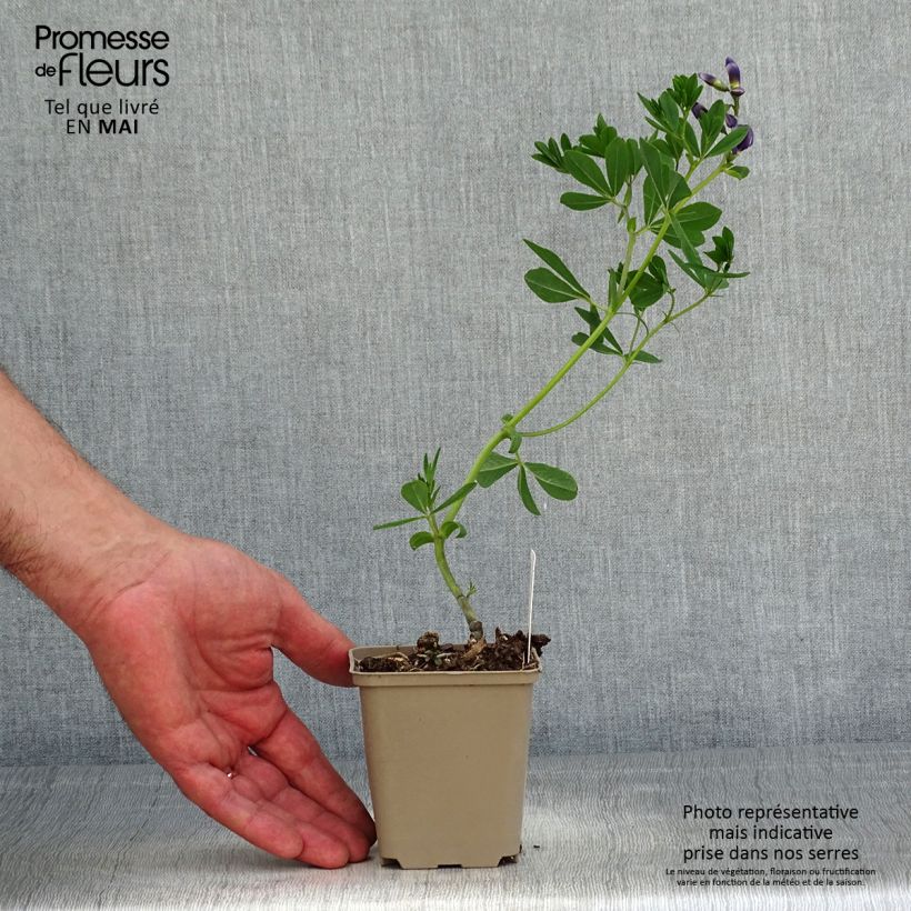 Spécimen de Baptisia Caspian Blue - Lupin indigo Godet de 8/9 cm tel que livré au printemps