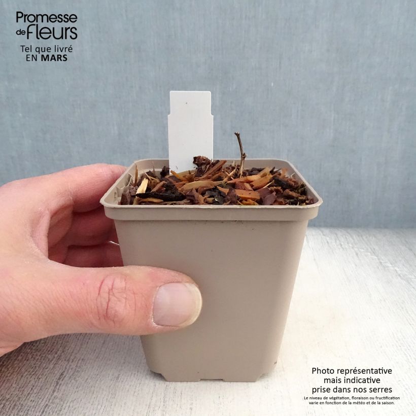 Spécimen de Baptisia Cherries Jubilee  - Lupin indigo Godet de 8/9 cm tel que livré au printemps