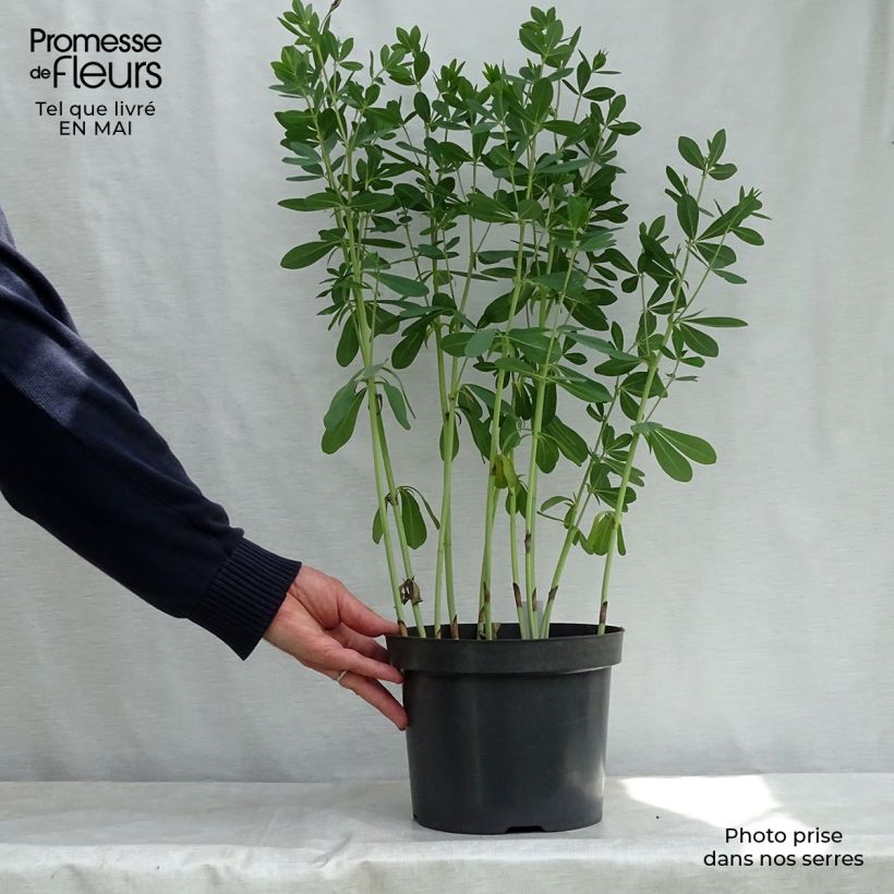 Spécimen de Baptisia Cherries Jubilee  - Lupin indigo Pot de 4L/5L tel que livré au printemps