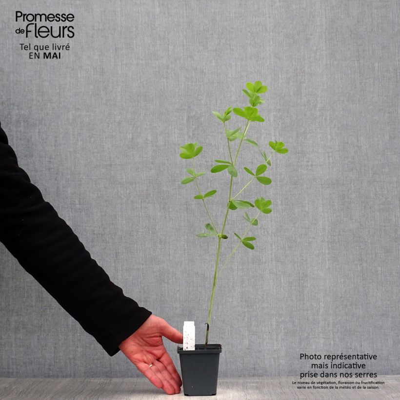 Example of Baptisia Decadence Dark Chocolate - Lupin indigo Godet de 8/9 cm as you get in printemps