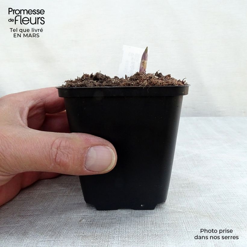 Spécimen de Baptisia Dutch Chocolate - Lupin indigo pourpre brunâtre Godet de 8/9 cm tel que livré au printemps