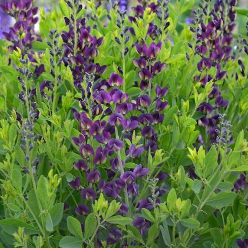 Baptisia Grape Taffy - Lupin indigo pourpre foncé et jaune (Foliage)
