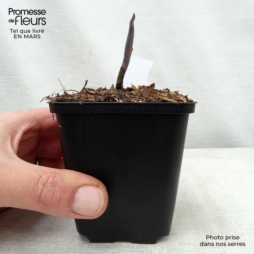 Spécimen de Baptisia Indigo Spires - Lupin indigo Godet de 8/9 cm tel que livré au printemps