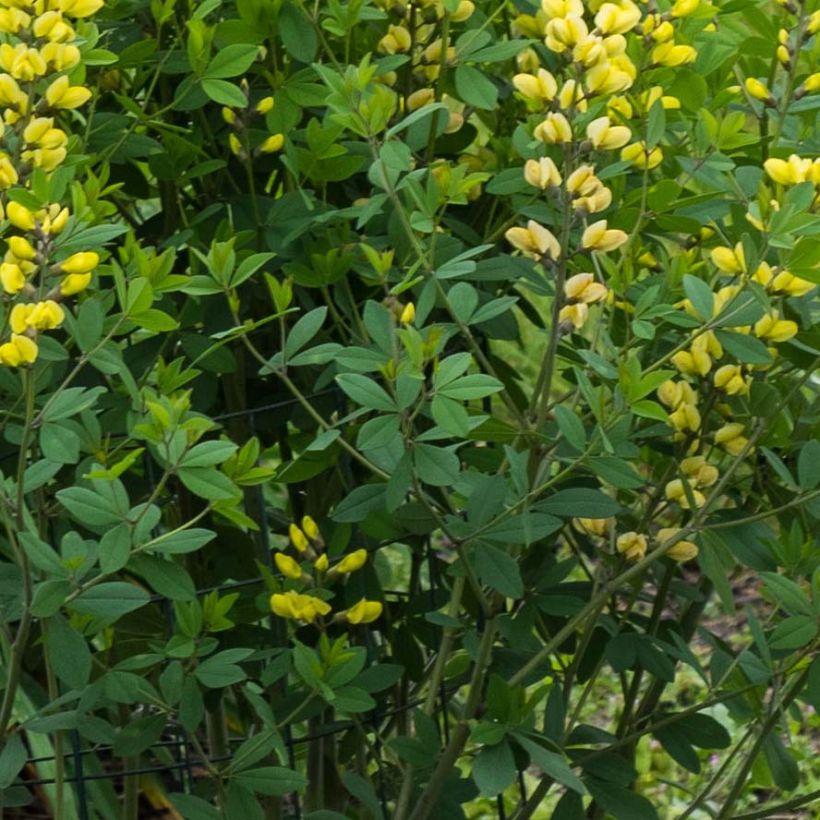 Baptisia Lemon Meringue - Lupin indigo (Foliage)