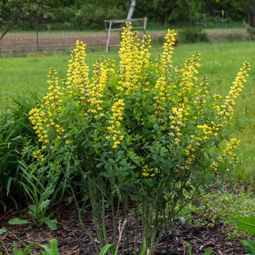 Baptisia Lemon Meringue - Lupin indigo (Plant habit)