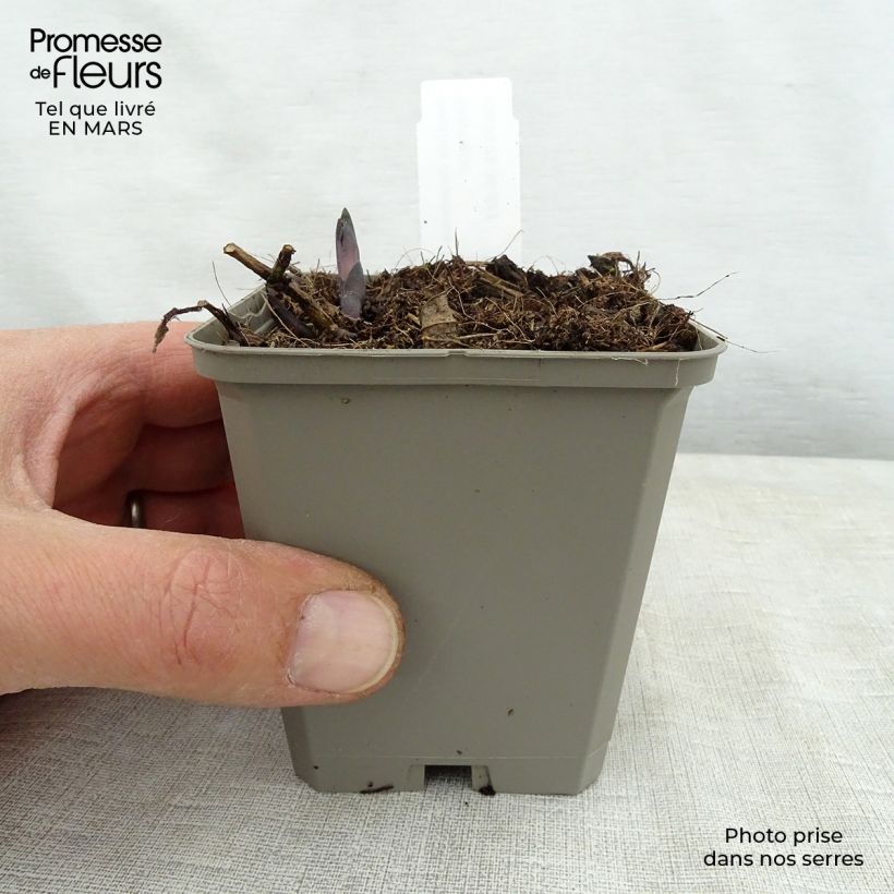 Example of Baptisia Lemon Meringue - Lupin indigo Godet de 8/9 cm as you get in printemps