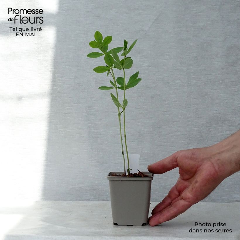 Example of Baptisia Pink Lemonade - Lupin indigo Godet de 8/9 cm as you get in printemps